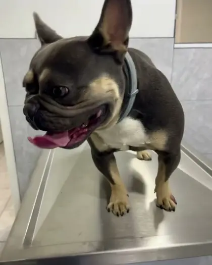 Un bulldog francés negro con fuego y collar gris, de pie sobre la mesa de exploración