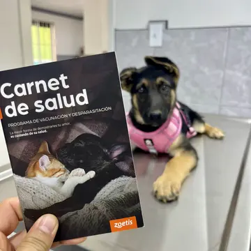 Un cachorro de pastor alemán con arnés rosa sobre la mesa de exploración, junto a un carnet de salud de vacunación y desparasitación