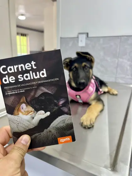 Un cachorro de pastor alemán con arnés rosa sobre la mesa de exploración, junto a un carnet de salud de vacunación y desparasitación