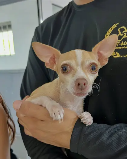 Un chihuahua color canela con los ojos muy abiertos, en brazos