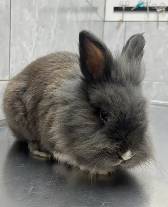 Un conejo de pelo largo color gris sobre la mesa de exploración de acero