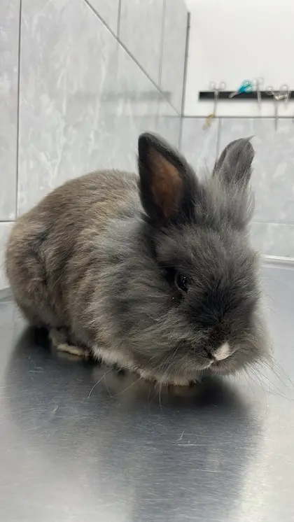 Un conejo de pelo largo color gris sobre la mesa de exploración de acero