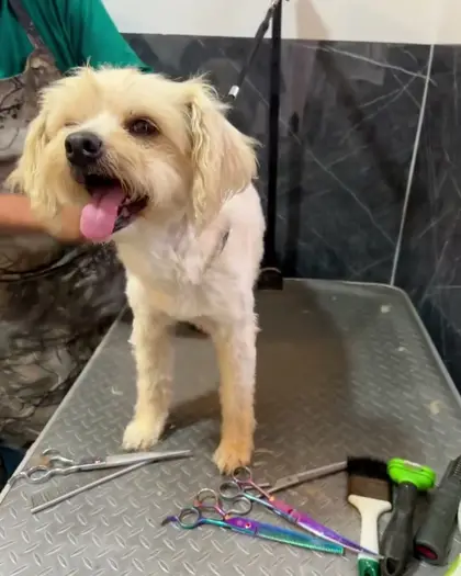 Un perro mestizo color miel con la lengua de fuera, sobre la mesa de estética junto a tijeras y peines