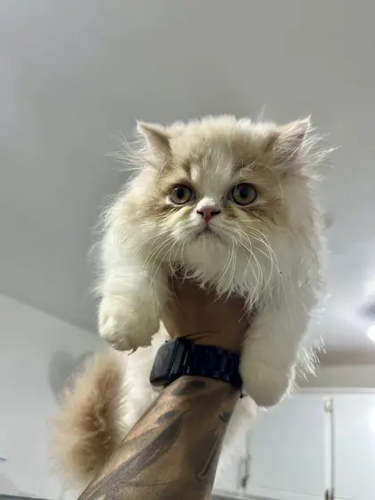 Un gatito persa color crema de pelo largo, sostenido con una mano dentro de la clínica