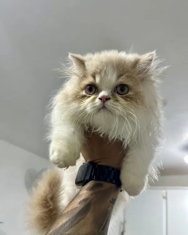 Un gatito persa color crema de pelo largo, sostenido con una mano dentro de la clínica