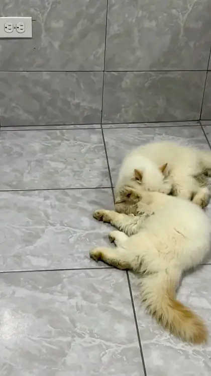 Un gatito persa blanco con la cola anaranjada, recostado en el piso de la clínica