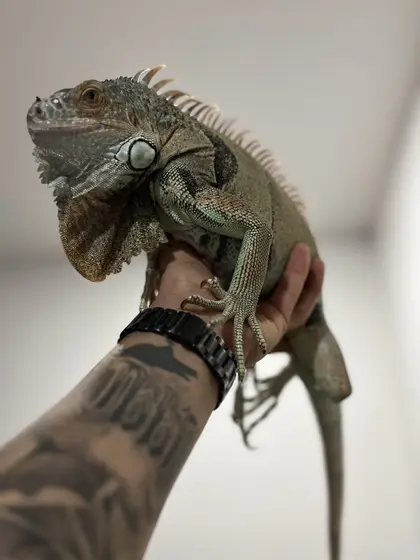 Una iguana verde trepada en el brazo tatuado de quien la sostiene
