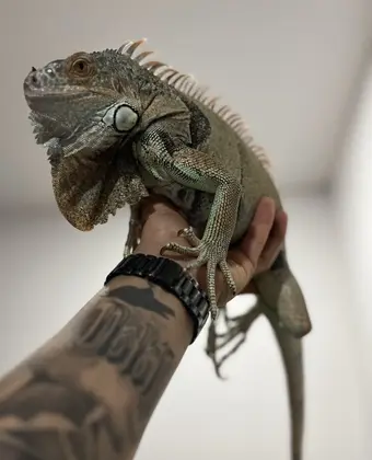 Una iguana verde trepada en el brazo tatuado de quien la sostiene