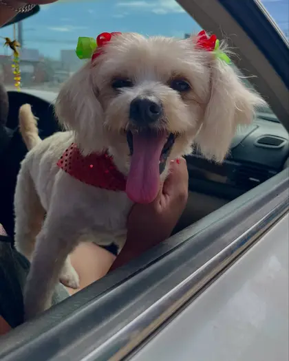 Una perrita maltés con moños rojos y la lengua de fuera, asomada por la ventana de un auto