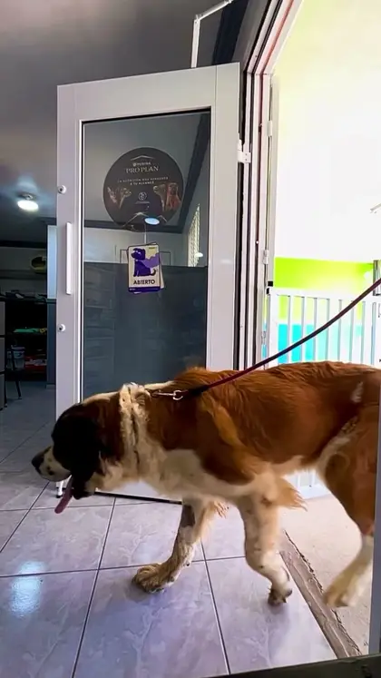 Motty, un san bernardo café y blanco, entrando con su correa por la puerta de cristal de la clínica