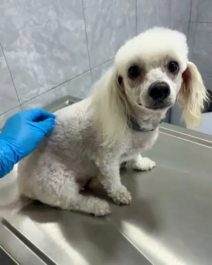 Un poodle blanco sentado en la mesa de exploración mientras una mano con guante azul lo acaricia